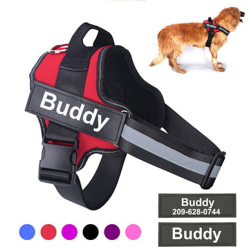 Personalized Dog Harness